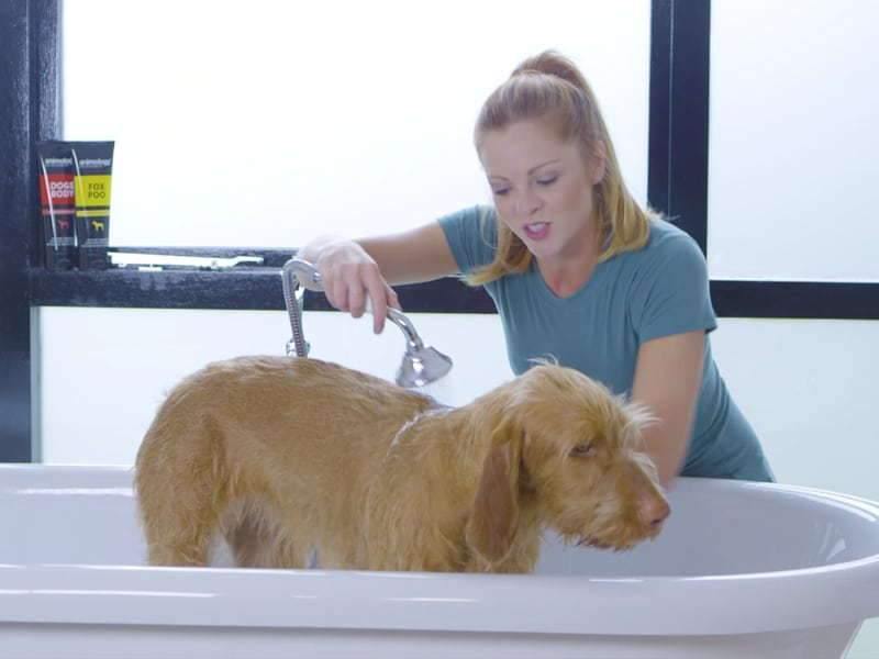 Step By Step Guide - Cleaning your dog - Petzenya