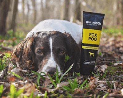 How to Remove Fox Poo from Your Dogs Coat - Petzenya