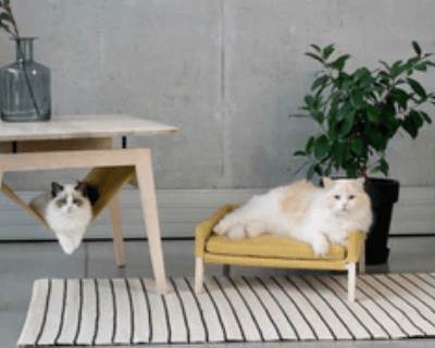 Top 5 Places to Put Cat Beds - Petzenya