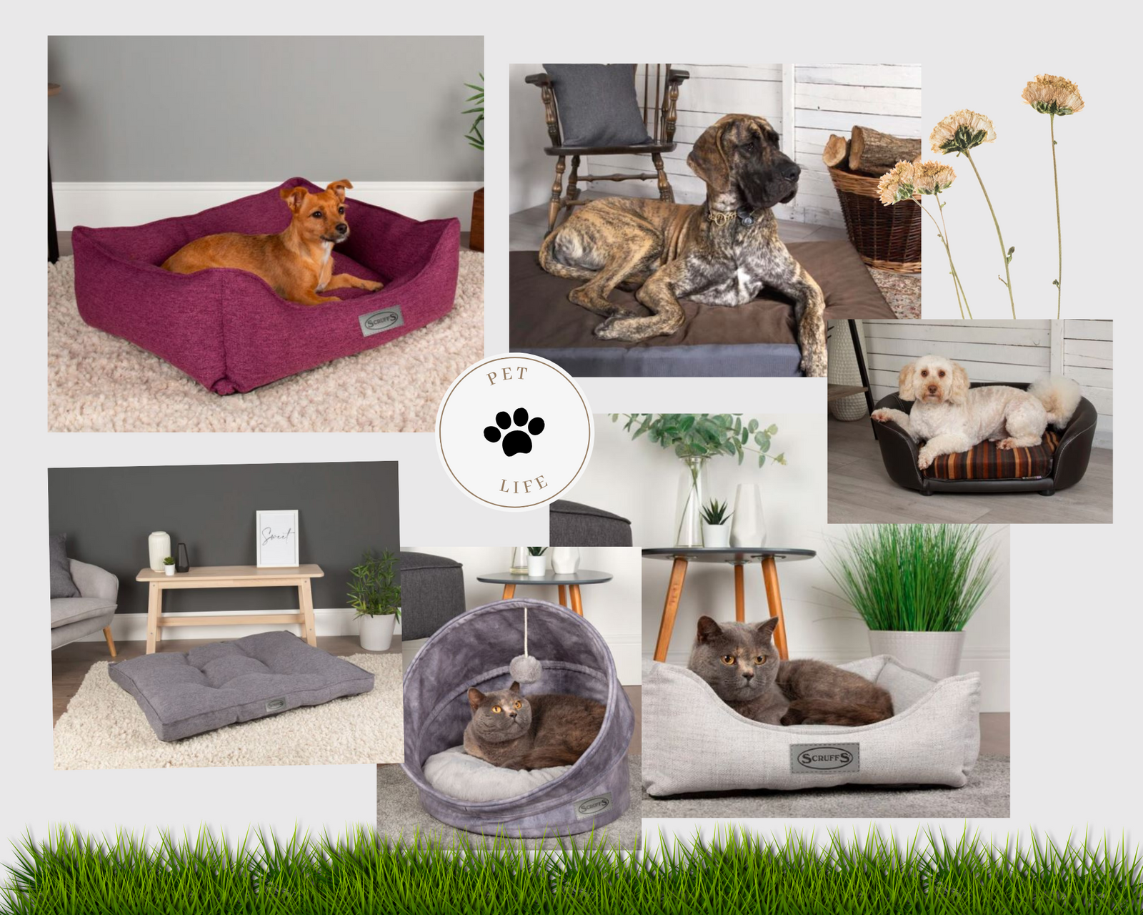 Five Reasons Why Your Dog Needs a Bed - Petzenya