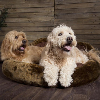 Teddy Bear Cushion Paw Bed for Dog & Cats - Petzenya