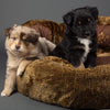 Teddy Bear Cushion Paw Bed for Dog & Cats - Petzenya