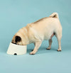Flat Faced Dog Bowl - Scruffs Icon Pet Feeding Bowl - Petzenya