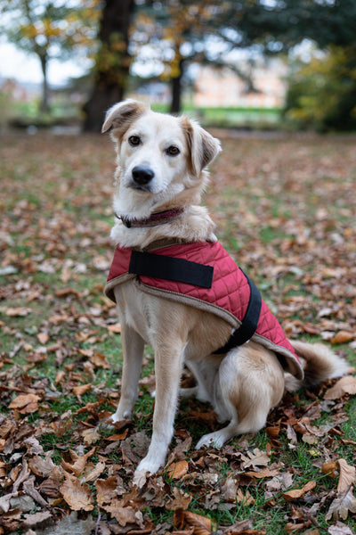 Quilted Dog Coat - Padded Outdoor Dog Jacket - Small to Large Dogs - Petzenya
