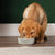 Feeding Bowl - First Pet Bowl - Scruffs Pet Food Bowl - Petzenya