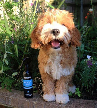 Puppy Shampoo, NO-Rinse - Animology Mucky Pup 250ml - Petzenya