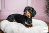 Oval Cushion Dog Bed | Gor Pets Nordic Cushion Bed-Grey/ Brown 21"- 40" - Petzenya