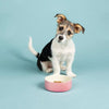 Feeding Bowl - First Pet Bowl - Scruffs Pet Food Bowl - Petzenya